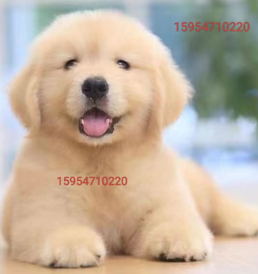 公母都有，可提供证书